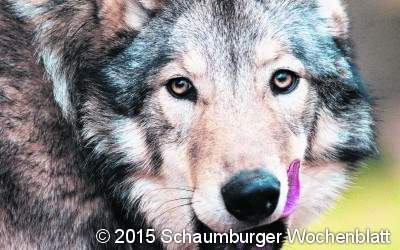 Der Wolf, ein äußerst kontroverses Thema