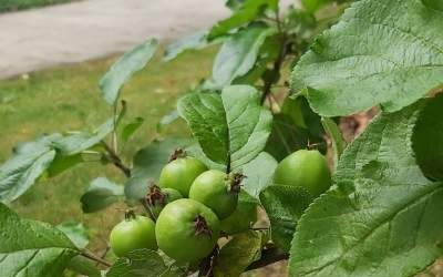 Äpfel oder Birnen kostenfrei ernten