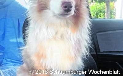 Nala wird immer noch vermisst