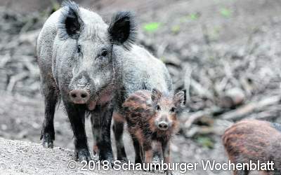 Neue Tierseuche auf dem Weg