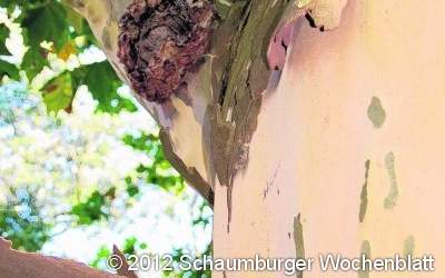 Schockierende Ergebnisse der Baumsachverständigen