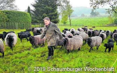 Bald auch in Schaumburg: Der Wolf versus die Schafe
