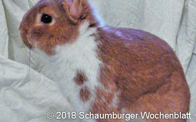 Kaninchen gefunden