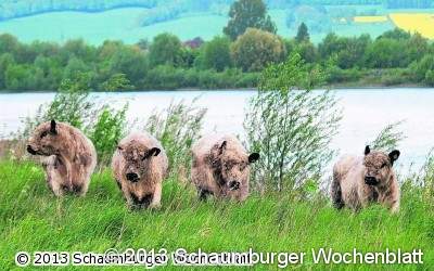 Esel, Galloways und Schafe für die Auenlandschaft