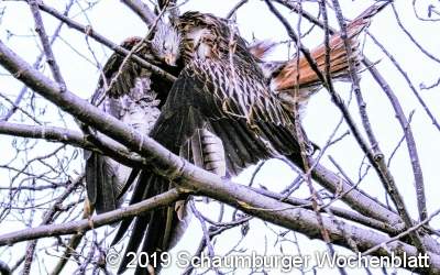 Brütender Rotmilan in Deckbergen wurde vergiftet