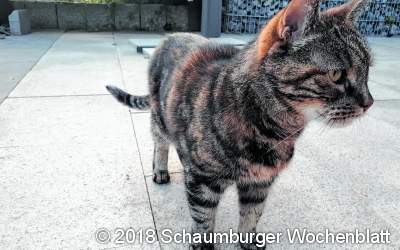Zwei Freunde werden zu tierischen Alltagshelden