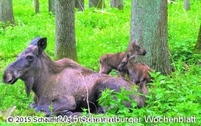 Königlicher Elchnachwuchs