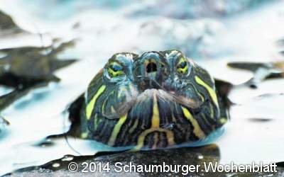 Kühlschrank auf, Schildkröte rein