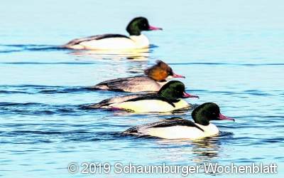 Eine wahrlich beispielhafte Kooperation von Rohstoffindustrie und Naturschutz