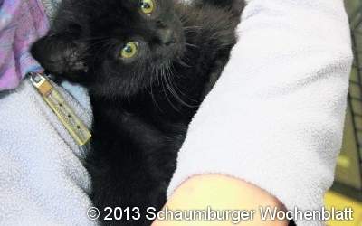 Hilflose kleine Katzen am Fest der Liebe einfach ausgesetzt