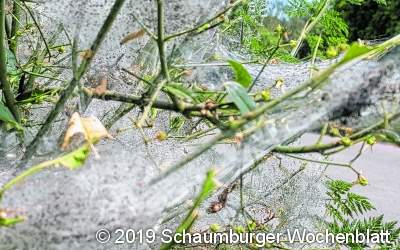 Unheimliche Netze hüllen sogar ganze Büsche ein