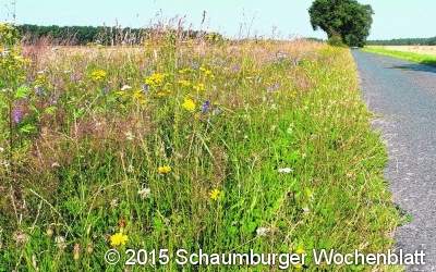 Die Wegeseitenränder dienen dem Naturschutz