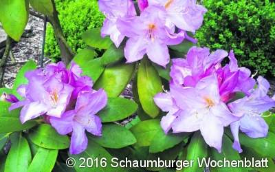 Obst- und Gartenfreunde im Rhododendronpark