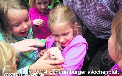 Schweinchen zum Anfassen