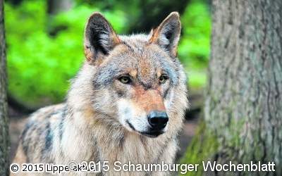 Fundiertes Wissen über den Wolf