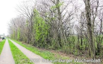 Reges Leben in der Hecke