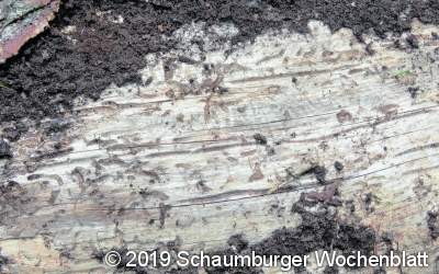 Viele Borkenkäfer und Waldbrandgefahr