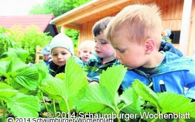 Leckere Erdbeeren aus eigenem Anbau