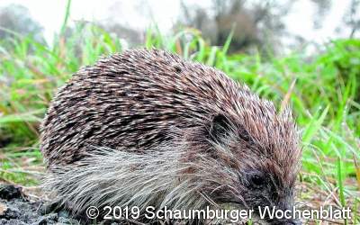 Wenn die Igel nachts auf Schneckenjagd gehen