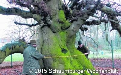 Rekordverdächtiger Baum im Lauenauer Volkspark