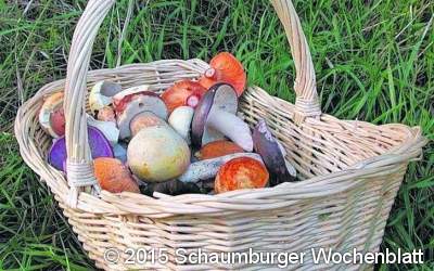 Pilze in der Theorie und Praxis kennen