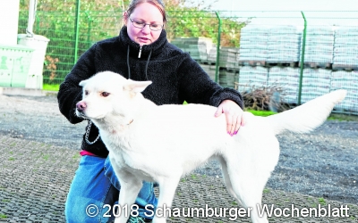 Husky sucht Tierfreund 
mit eigener Erfahrung