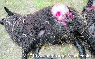 Schafzüchter befürchtet Wettrüsten gegen die Sprungkraft des Wolfes