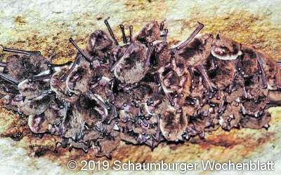 Die Tiere dürfen durch eine Sanierung nicht gestört werden