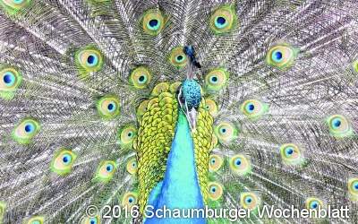 Sommerfest in der Wildtierstation