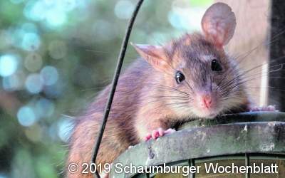 Clever: Haben Ratten Spaß am Versteckspiel?
