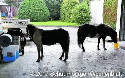 Zwei Ponys sind kein 
Geburtstagsgeschenk