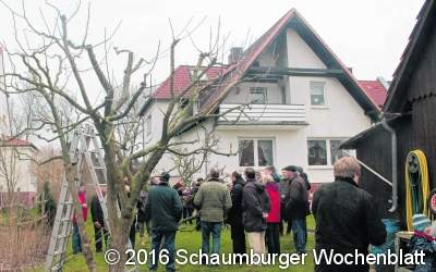 Winterobstbaumschnitt am Apfelbaum