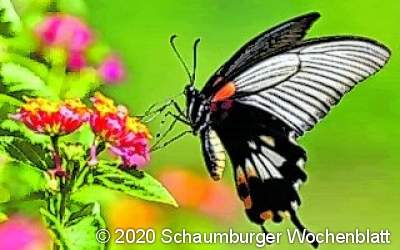 Schmetterlinge hautnah erleben