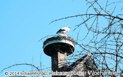 Frau Storch ist auch wieder da