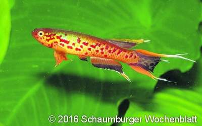 Zierfische, Krebse und mehr