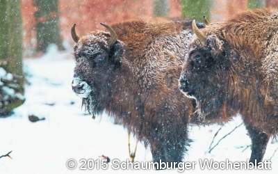 Für alle Wild-Entschlossenen gibt es das passende Weihnachtsgeschenk
