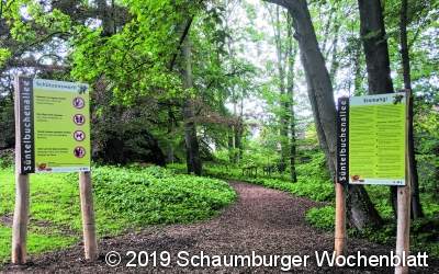 Neue Schilder sollen Süntelbuchen schützen