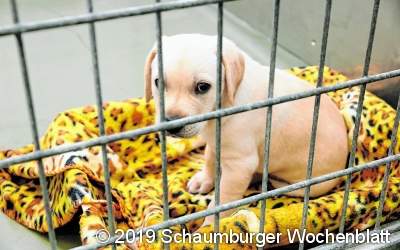 Vorsicht geht vor Tierliebe