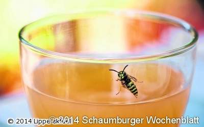 Schutz vor Insekten