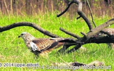 Suche nach Rotmilanen