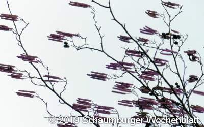 Das erste Grün sorgt nicht nur für Freude