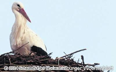 Der erste Storch ist in Auhagen eingeflogen