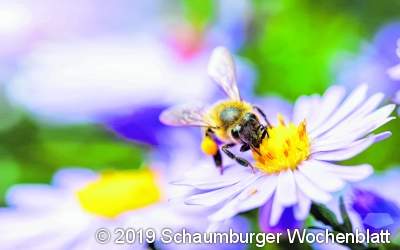 Die Honigbiene ist ein echtes Erfolgsmodell