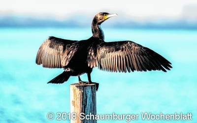 Die Zugvögel machen sich auf den Weg