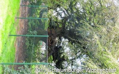 Gegen den Pilz ist auch der hohe Zaun völlig machtlos