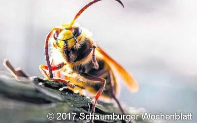 Als Berater den Insekten unter die Flügel greifen