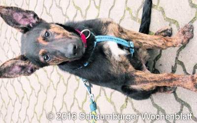 Schäferhundmix auf der Suche nach Happy-End