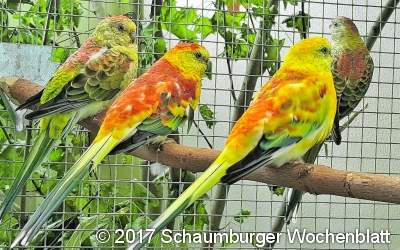 Bestnoten für ausgestellte Vögel