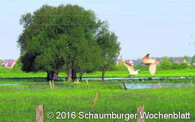 Seltene Vogelarten fühlen sich wohl