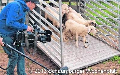 Bewegte Bilder in Auenlandschaft Oberweser